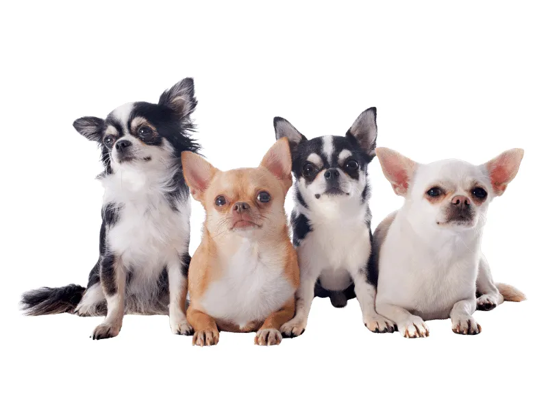 Four Chihuahuas posing for the camera