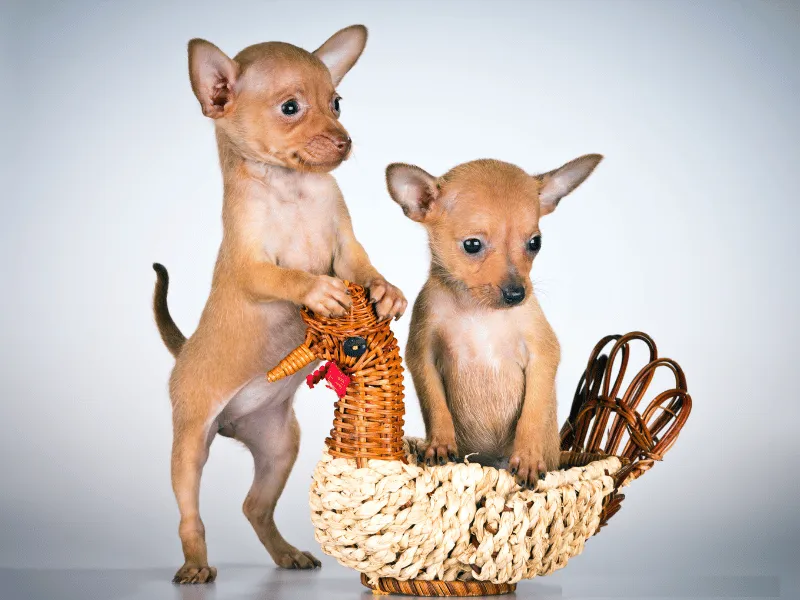 Two Chihuahua puppies