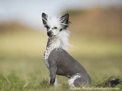 Chinese Crested