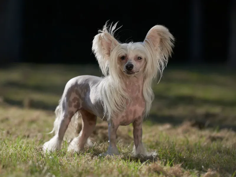Chinese Crested hairless variety with elegant pose