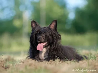 Chinese Crested Powderpuff