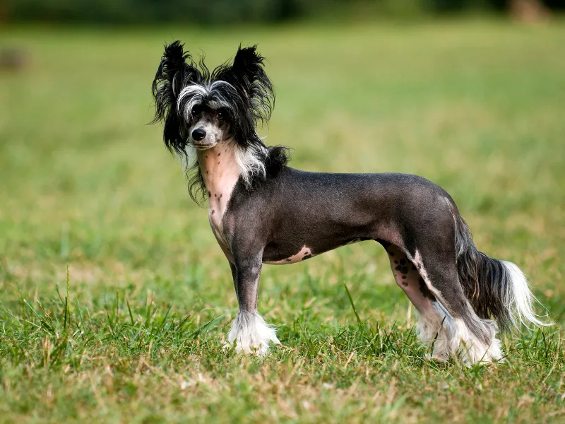 Chinese Crested Powderpuff variety with soft double coat