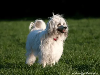 Chinese Crested Powderpuff