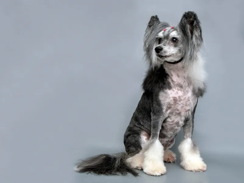Sweet Chinese Crested posing for camera