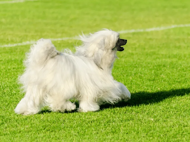 Chinese Crested Powderpuff variety with soft double coat