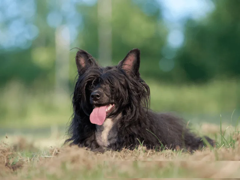 Black Chinese Crested Powderpuff variety, in need of grooming