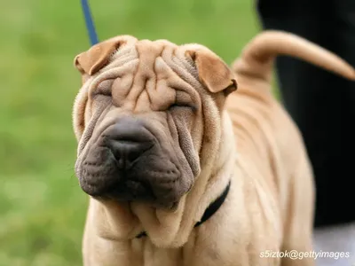 Chinese Shar-Pei with wrinkled face