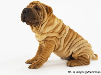 Chinese Shar-Pei with wrinkled face