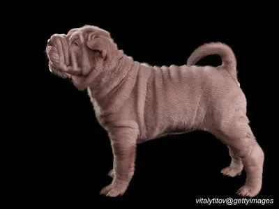 Chinese Shar-Pei with wrinkled face