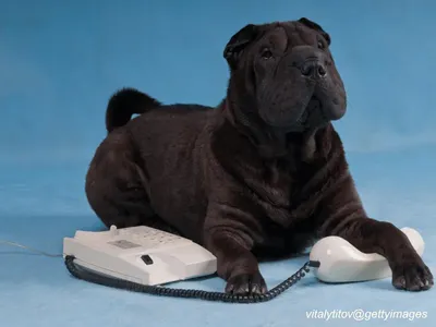Chinese Shar-Pei with wrinkled face