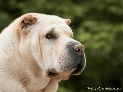 Chinese Shar-Pei with wrinkled face