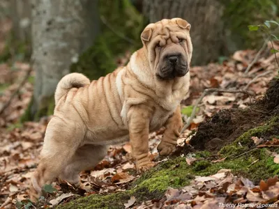 Chinese Shar-Pei with wrinkled face