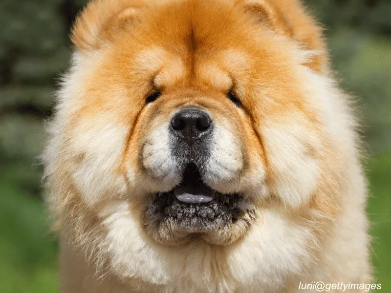 Chow Chow