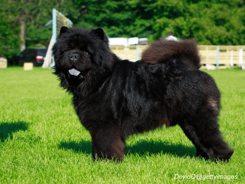 Chow Chow