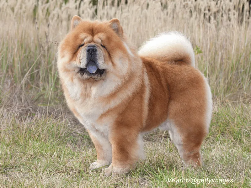Chow Chow