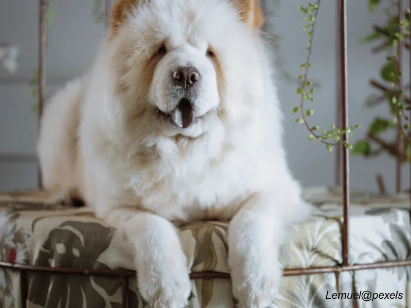 Chow Chow