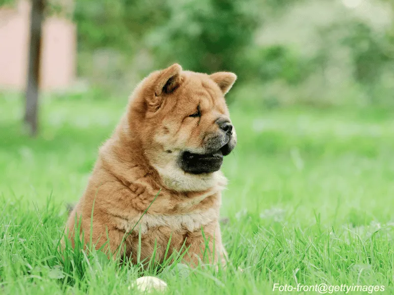 Chow Chow puppy