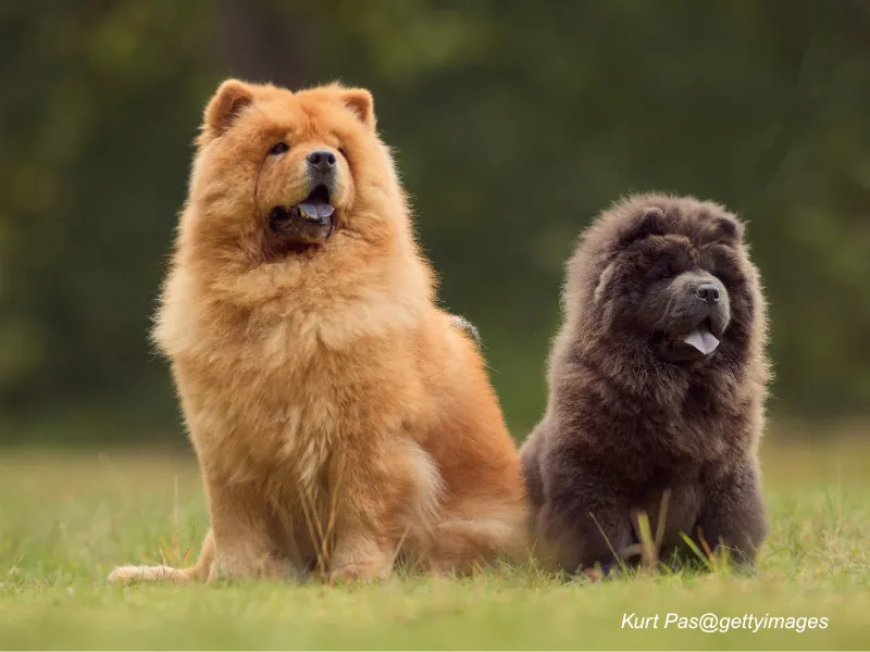 Chow Chow