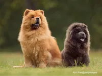 Chow Chow