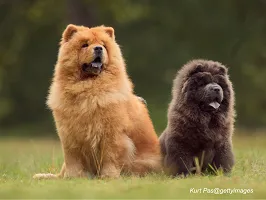 Chow Chow - Lion-Dog Guardian