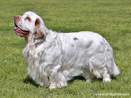 Clumber Spaniel