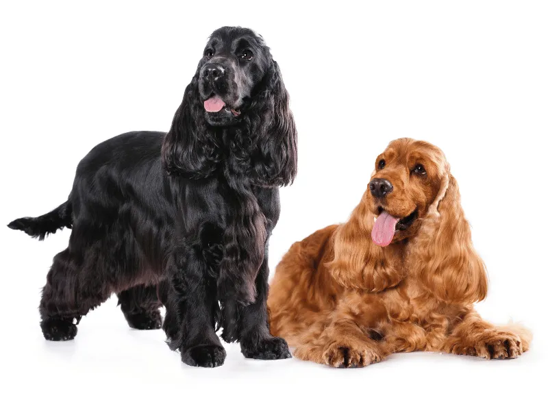 Two Cocker Spaniels