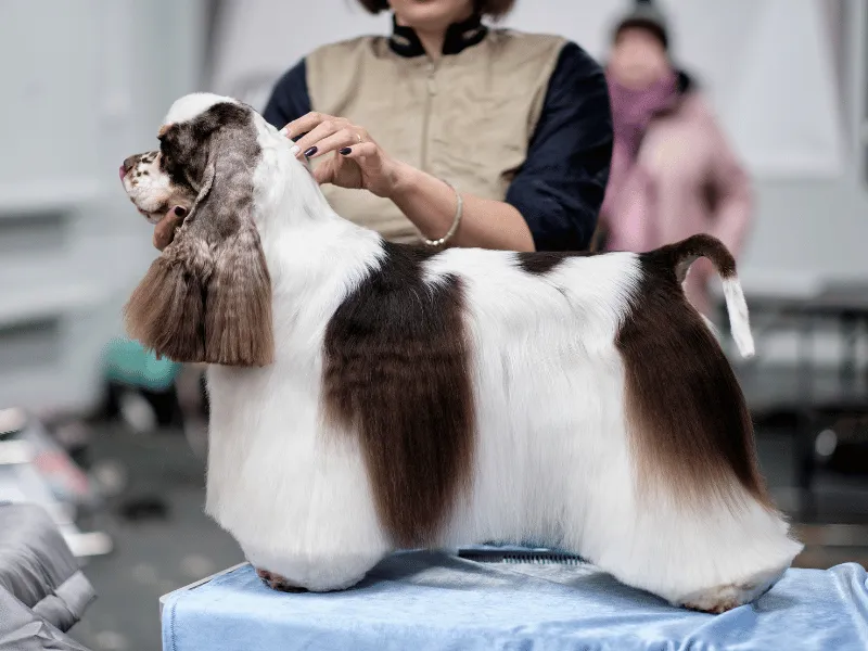 Parti colour Cocker Spaniel in profile showing coat texture