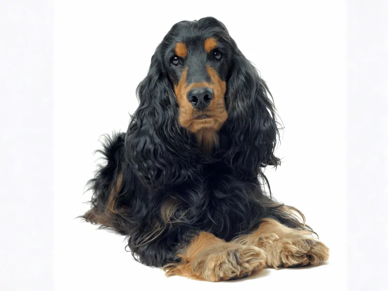 Cocker Spaniel laying down, looking at the camera