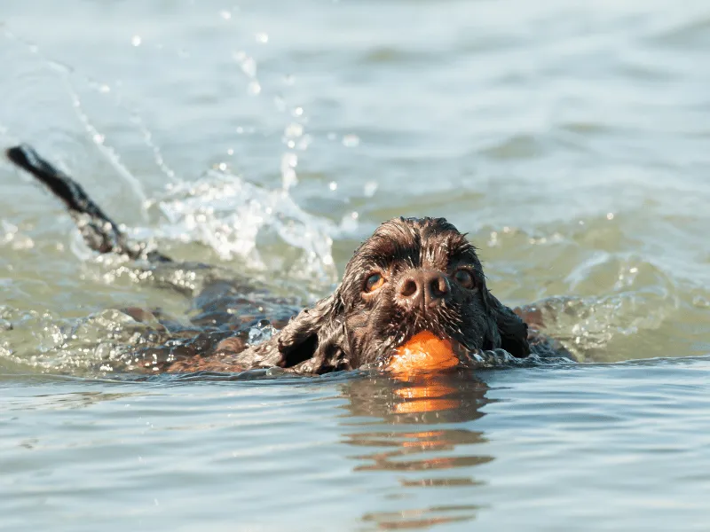 Cocker Spaniel swimming in the lake