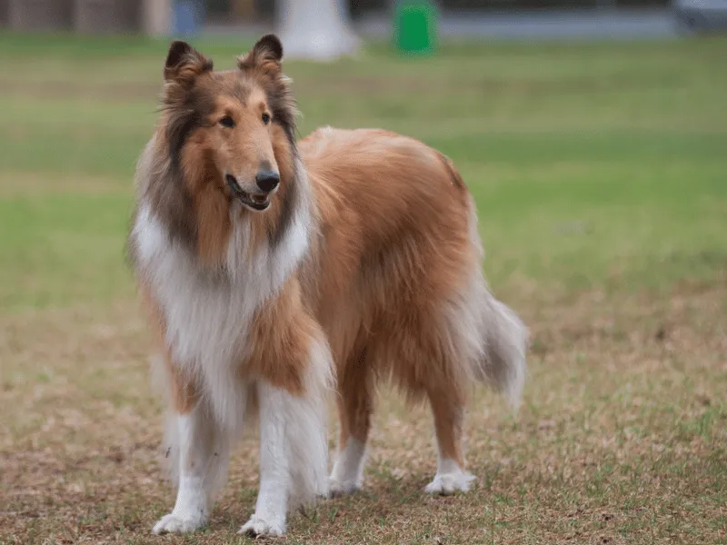 Sable Collie