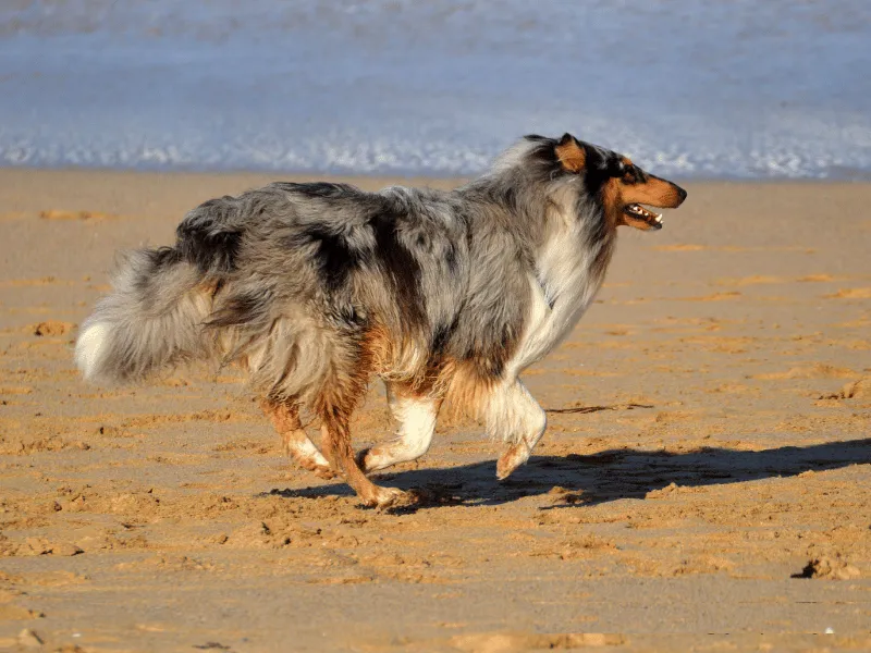 Blue merle Collie running on the beach