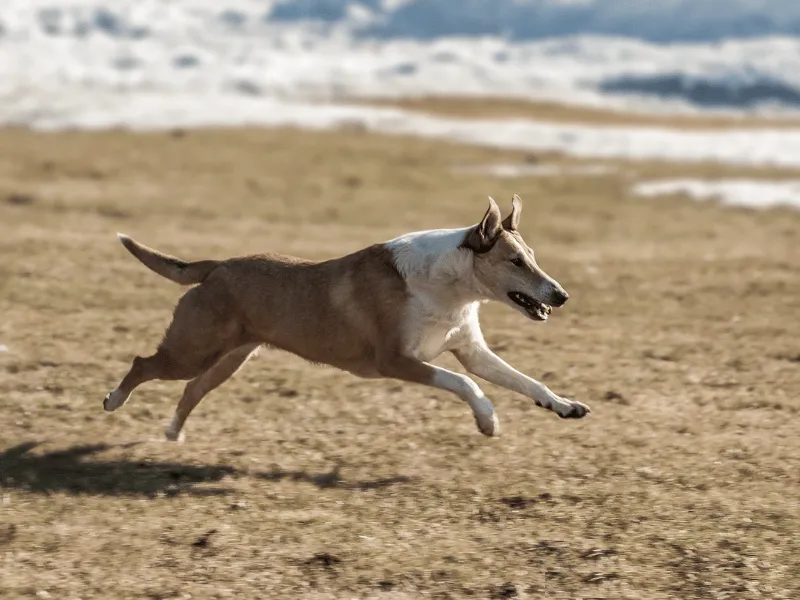 Smoot Collie running on the beach