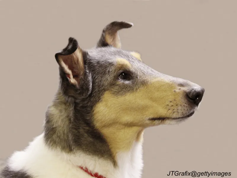 Smooth Collie
