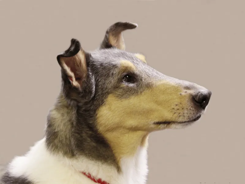 Smooth Collie