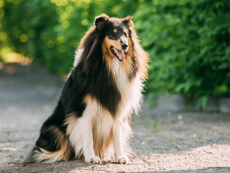 Tri colour Collie