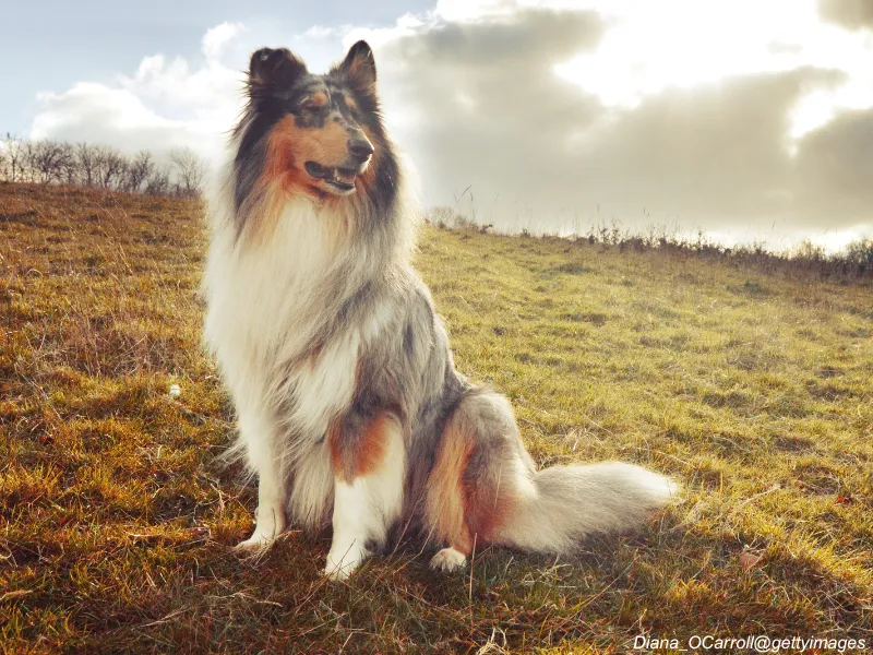 Collie