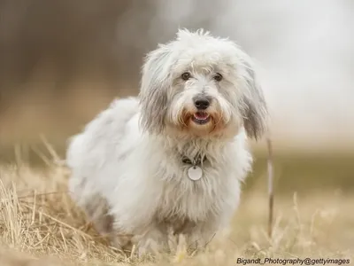 Coton de Tuléar with fluffy white coat