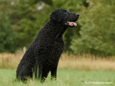 Curly-Coated Retriever
