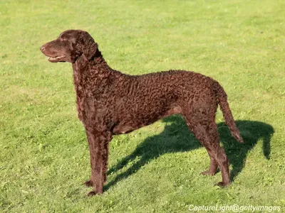 Curly-Coated Retriever