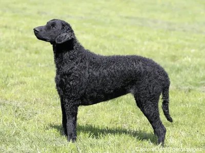Curly-Coated Retriever