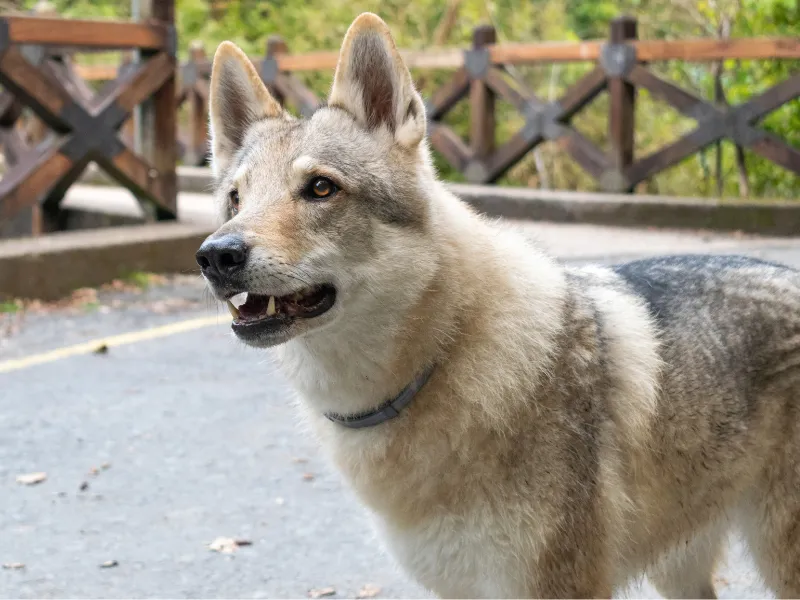 Czechoslovakian Wolfdog running