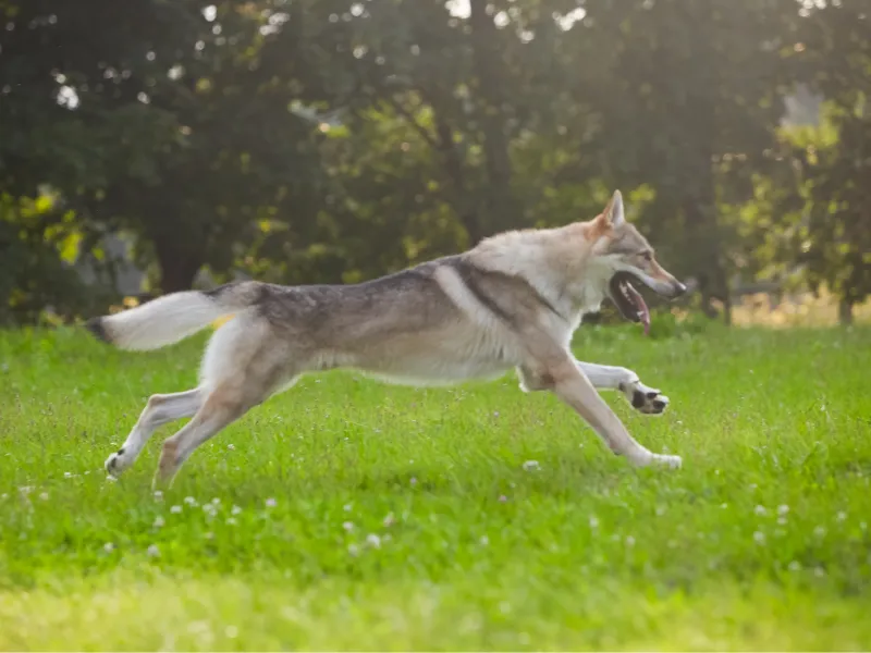 Intense Czechoslovakian Wolfdog