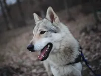 Czechoslovakian Wolfdog