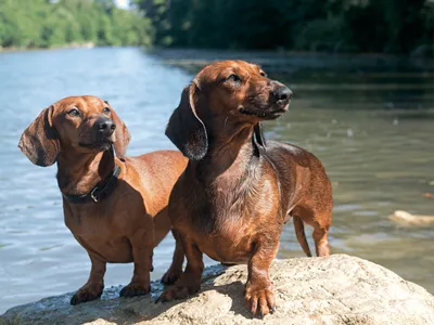 Dachshund (Hound Group)