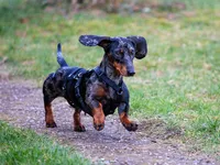 Dachshund