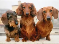 Dachshund