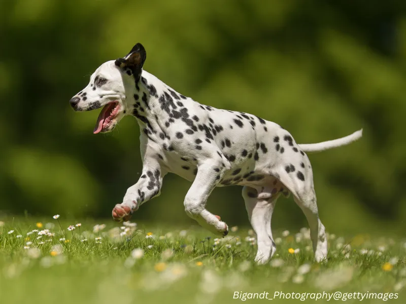 Dalmatian