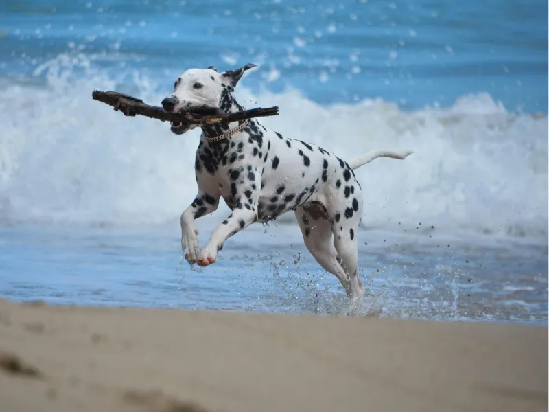 Dalmatian by the water