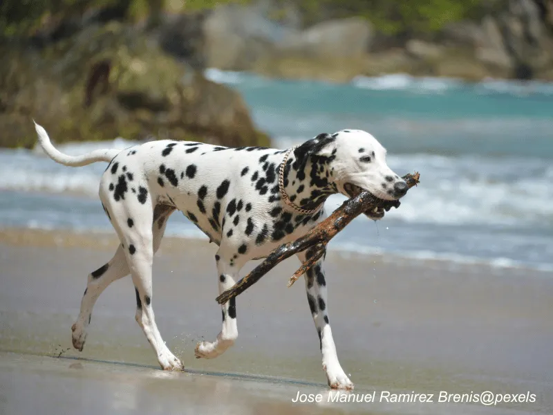 Dalmatian