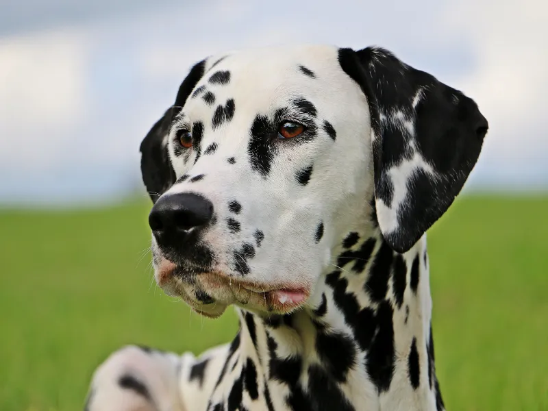 Dalmatian face profile